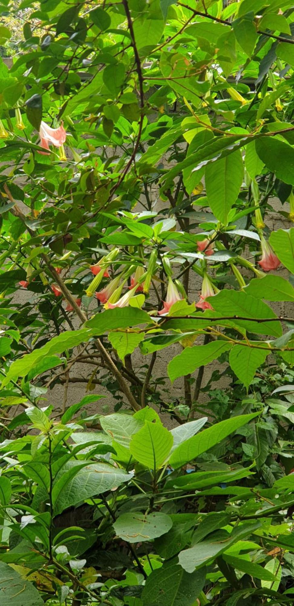 Himansa Homestay Ella Exterior photo